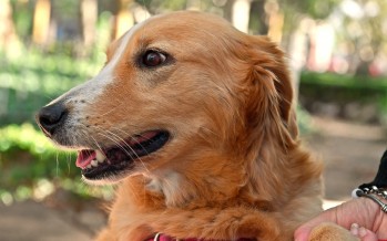 Zoonosis llevará a cabo un nuevo operativo en el Delta para atender a las mascotas