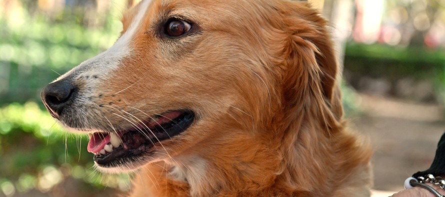 Zoonosis llevará a cabo un nuevo operativo en el Delta para atender a las mascotas