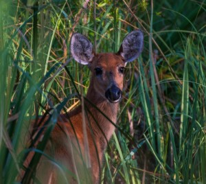Ciervo de los pantanos