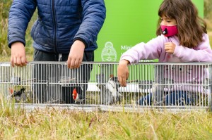 Liberación de aves rescatadas por la BCA (1)