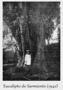 eucalyptus sarmiento1942