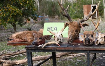 Delta: Ambiente decomisó restos y carne de ciervo de los pantanos