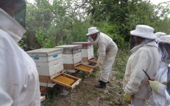 Jornada apícola en el Centro de Formación Profesional 402 de Paraná Miní