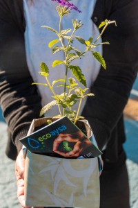 EcoAySA