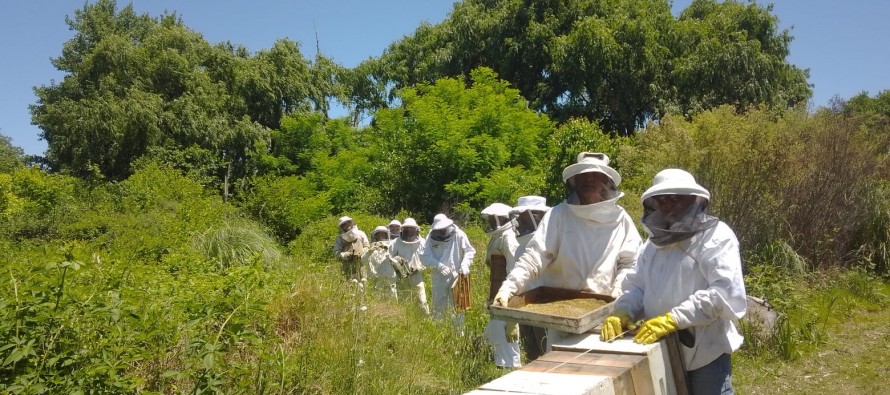 Cosecha de miel y recambio de reinas en la Unidad Demostrativa Apícola Paraná Miní