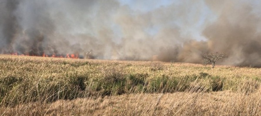 Incendio en el Delta de San Fernando