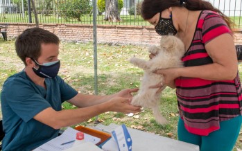 Zoonosis castró más de 8.000 perros y gatos en el último año