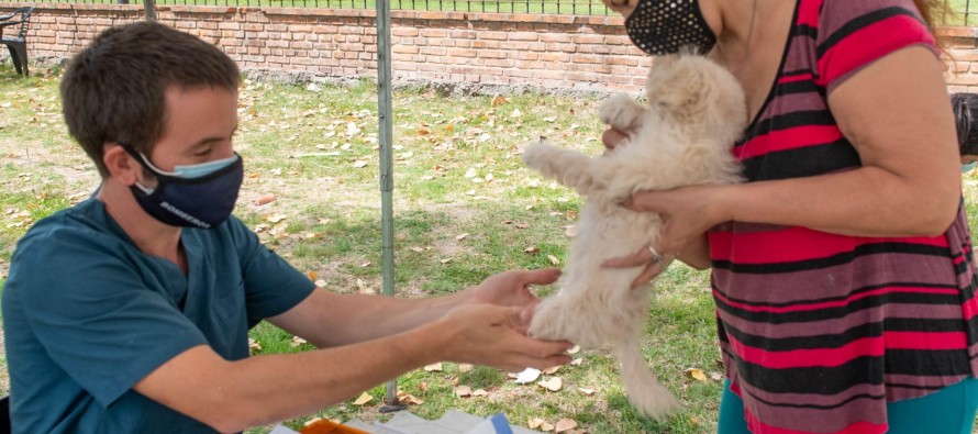 Zoonosis castró más de 8.000 perros y gatos en el último año