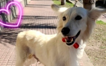 Vainilla en adopción: fue rescatada y buscan darle un hogar definitivo