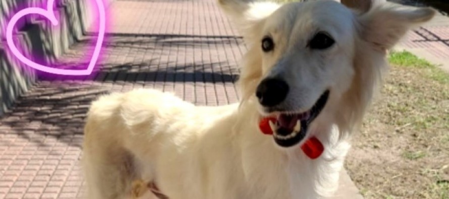 Vainilla en adopción: fue rescatada y buscan darle un hogar definitivo