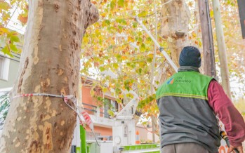 Operativos de poda para el despeje de luminarias y cámaras de seguridad