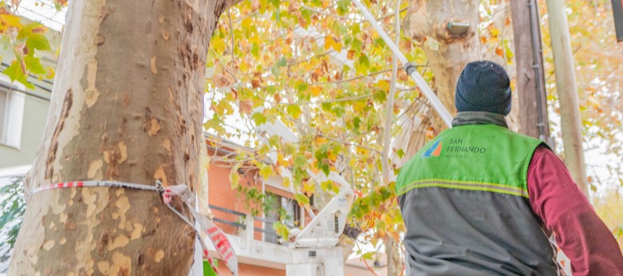 Operativos de poda para el despeje de luminarias y cámaras de seguridad