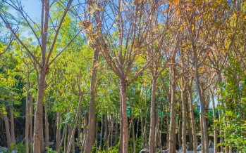 Plan Municipal de Forestación 2022: se plantarán mas de 4 mil ejemplares