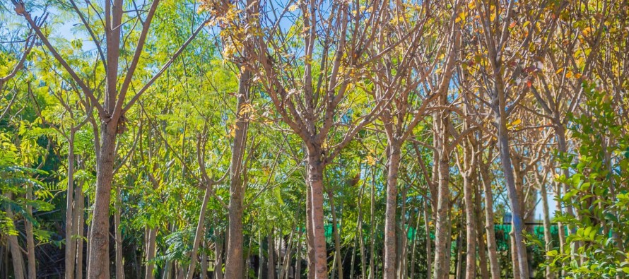 Plan Municipal de Forestación 2022: se plantarán mas de 4 mil ejemplares