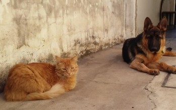 Zoonosis recorrerá esta semana los barrios San Rafael y Alsina