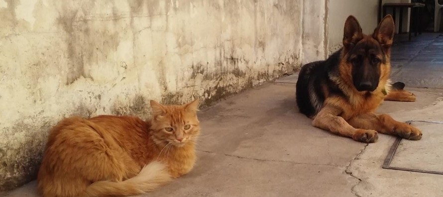 Zoonosis recorrerá esta semana los barrios San Rafael y Alsina
