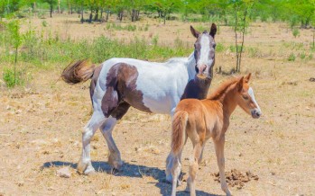 Otros dos nuevos caballos fueron liberados para evitar la tracción a sangre