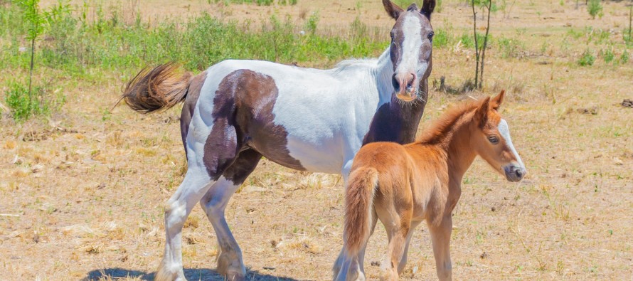 Otros dos nuevos caballos fueron liberados para evitar la tracción a sangre
