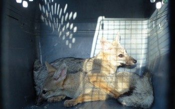 Dos cachorros de zorros fueron rescatados por un vecino de nuestra ciudad