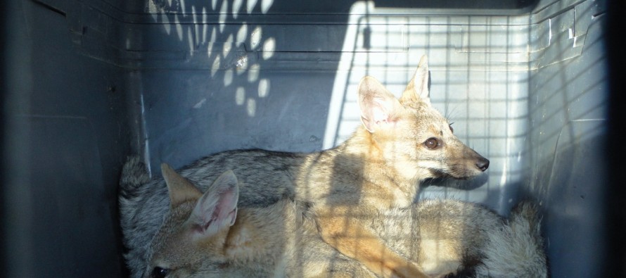Dos cachorros de zorros fueron rescatados por un vecino de nuestra ciudad