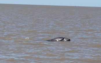 Un elefante marino fue encontrado en nuestro Delta
