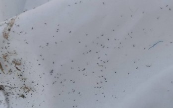 Invasión de “bichitos” en el AMBA: ¿Qué son?