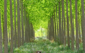 Bosques sanos, personas sanas
