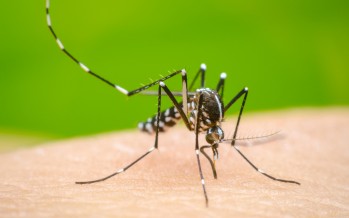 Consejos para la prevención del dengue en los hogares