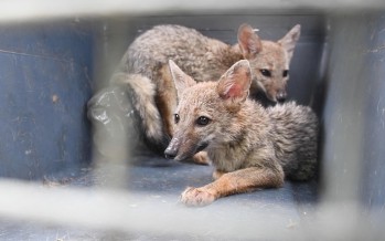 Volvieron a su hábitat los zorros rescatados por una pareja de nuestra ciudad