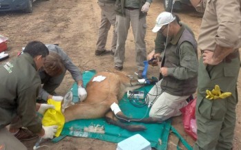 Rescataron un ciervo con una herida grave en el Delta del Paraná