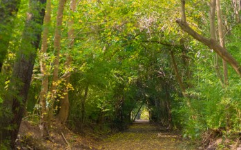 Avanza la adecuación de la Reserva Ecológica y la construcción de la pista de atletismo