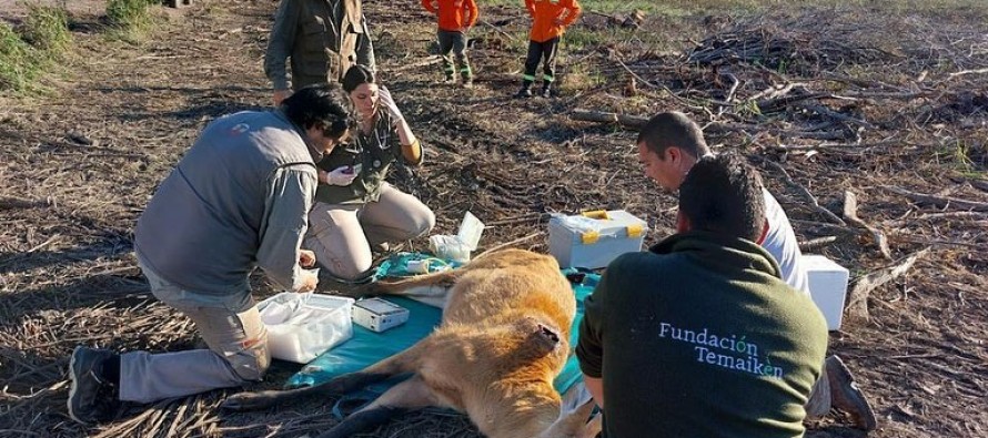 Otro ciervo de los pantanos fue rescatado en el Delta