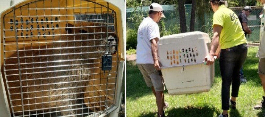 Reinsertaron fauna rescatada en el Delta sanfernandino