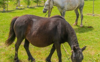 Liberaron dos caballos usados como tracción a sangre