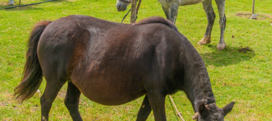 Liberaron dos caballos usados como tracción a sangre