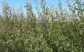 EL INTA trabaja en el Delta del Paraná en el mejoramiento genético de sauces-mimbre