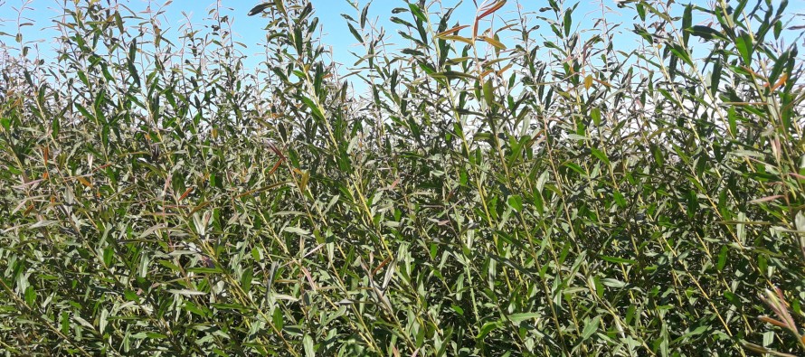 EL INTA trabaja en el Delta del Paraná en el mejoramiento genético de sauces-mimbre