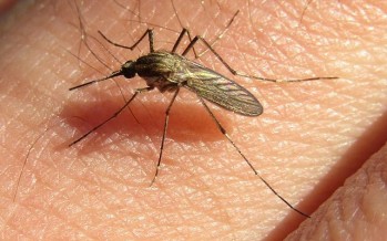 Alerta por la presencia de mosquitos: recomendaciones para prevenir picaduras
