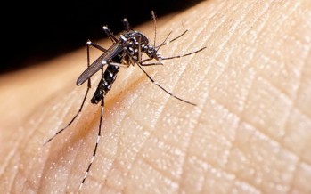 Dengue: todas las localidades de nuestra ciudad tienen tasa de incidencia alta