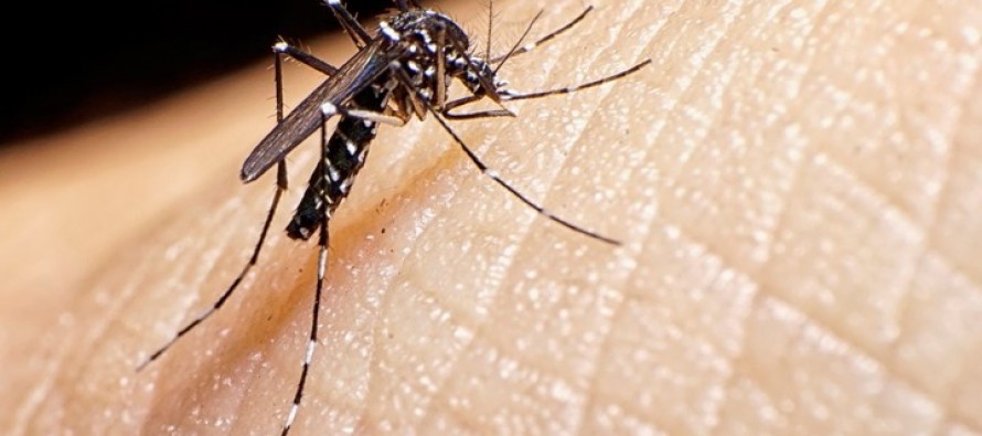 Dengue: todas las localidades de nuestra ciudad tienen tasa de incidencia alta