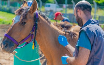 Encefalitis equina: en nuestra ciudad vacunaron a los caballos rescatados de la Tracción a Sangre