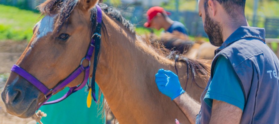Encefalitis equina: en nuestra ciudad vacunaron a los caballos rescatados de la Tracción a Sangre