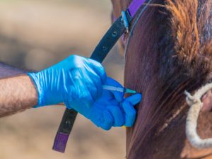 Encefalitis equina vacunación