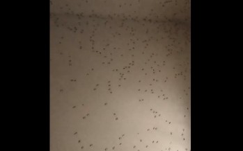 Alarma por una nueva invasión de mosquitos
