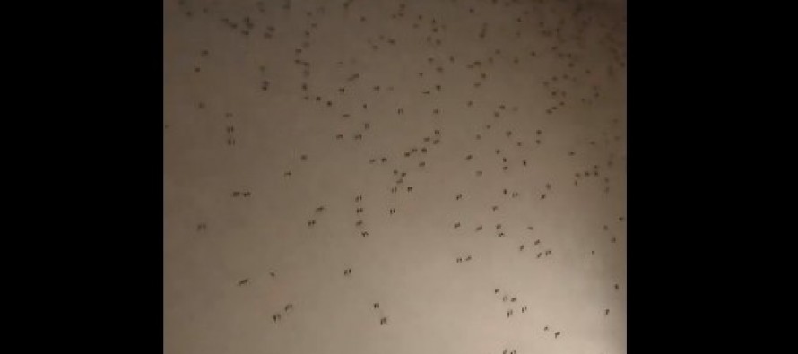 Alarma por una nueva invasión de mosquitos