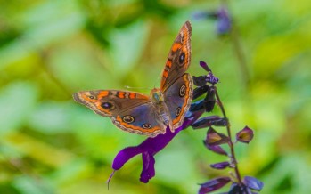 Invasión de mariposas en nuestra ciudad: ¿A qué responde su presencia?