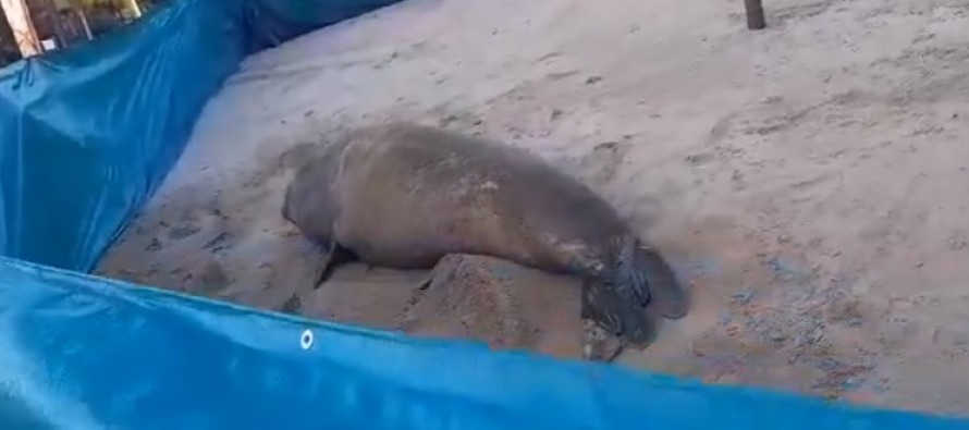 Rescataron una elefanta marina que apareció en el delta sanfernandino