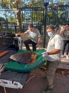 Tortuga Helice 002