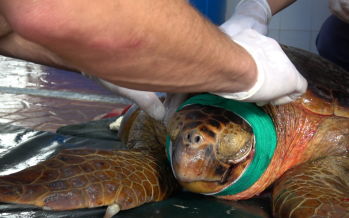 Rescatan a una tortuga gravemente herida por una hélice en el Delta