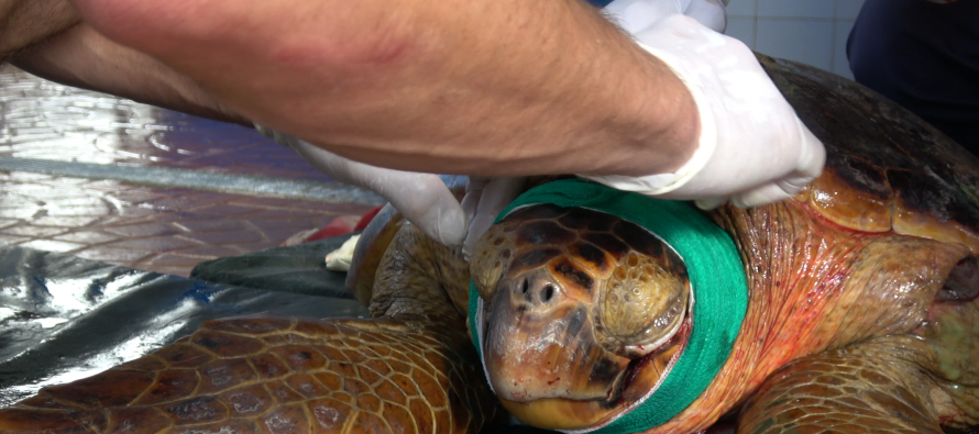 Rescatan a una tortuga gravemente herida por una hélice en el Delta
